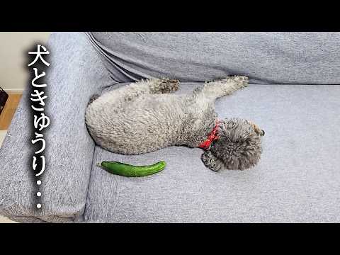 きゅうりを収穫したので犬と猫に見せた結果…