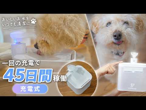 【猫・犬】【留守番も安心】コンセント不要でどこでも置ける！進化したコードレス自動給水器が凄い！！【Yomao】