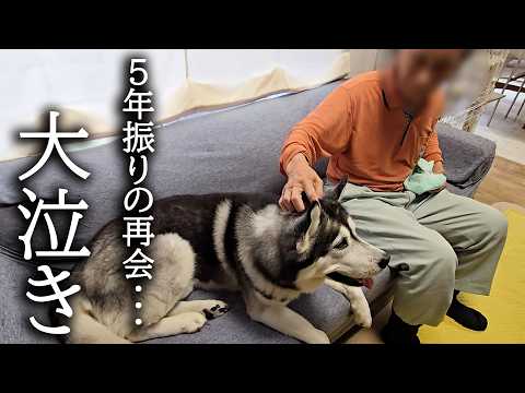 5年振りに闘病中のじっちゃんと再会したハスキー犬と猫が大泣きです
