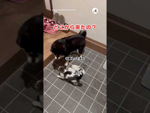 陽キャ猫に戸惑う黒柴さん｜PECO