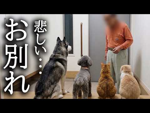 大好きなじっちゃんとのお別れに涙する犬と猫がこちらです…