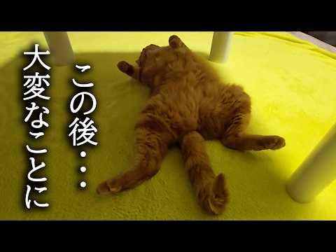 子猫の様子がおかしいです…
