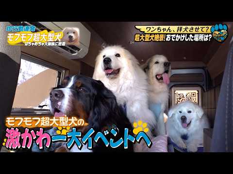【合計250キロ】大型犬5匹とくらす一家のはちゃめちゃLIFEに密着！