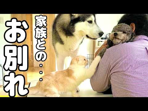 家族とお別れしたくない猫とハスキー犬が寂しくてこうなりました