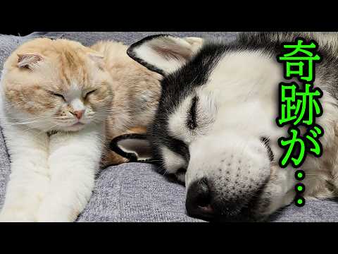 怪我した猫を犬が徹夜で看病したら奇跡が。