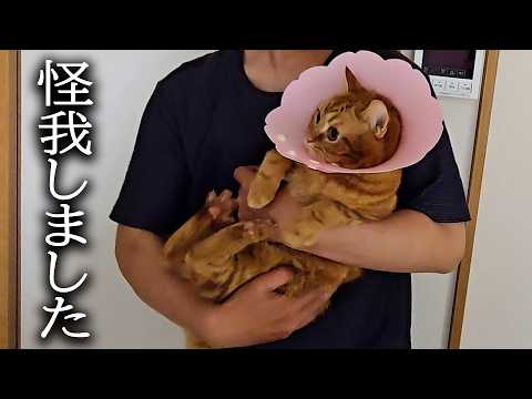 猫がキャットタワーから落下して負傷しました…