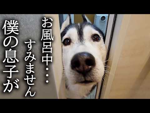お風呂に入ってると犬がくんくん鳴くのでついて行くと猫が大変なことに。