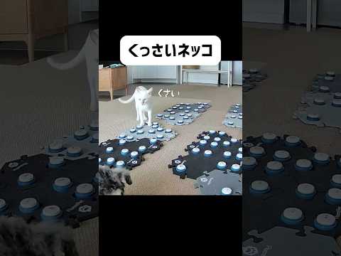 まさか…猫がこんなことを… ＃猫 ＃喋る猫
