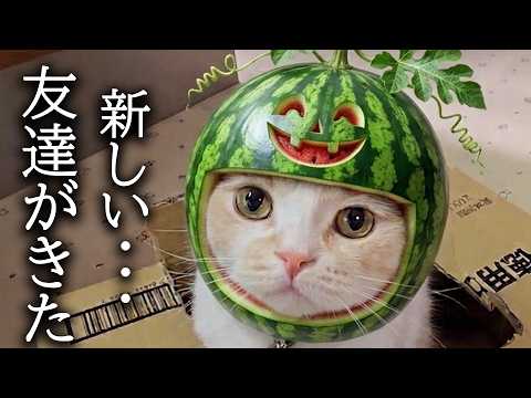 新しい友達を連れてきたら犬と猫がこうなっちゃいました