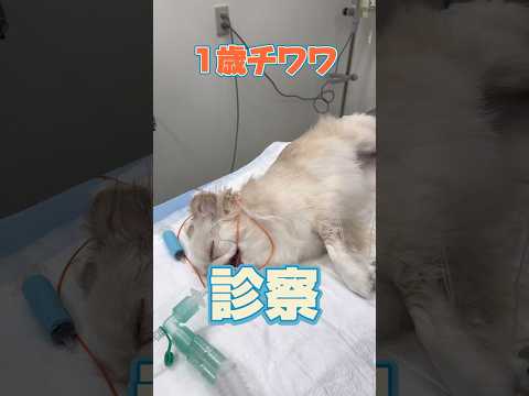 100円玉を誤食した1歳のチワワが動物病院にやって来た！