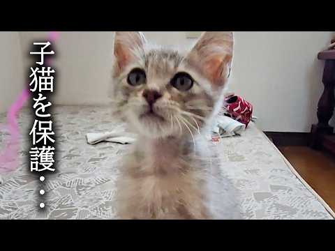 【緊急】子猫を一時保護しました…