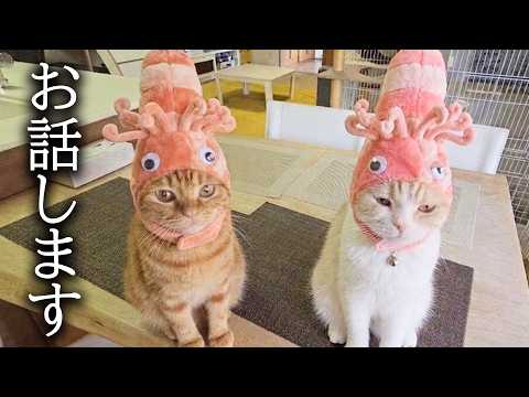 保護猫についてお話します…