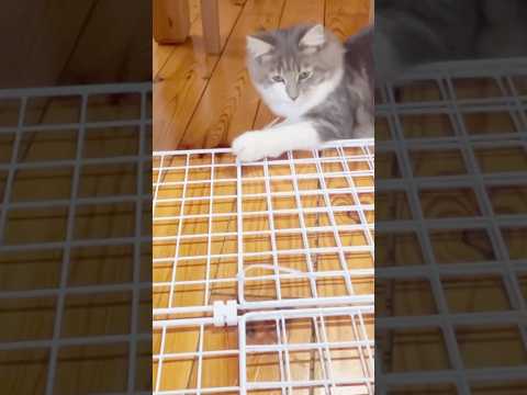 【パパのDIY❷】成功編/DAISOで作るペットゲート/#ラガマフィン #猫との暮らし #cat #shorts