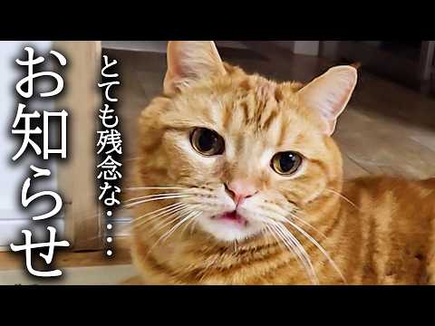 悲しいお知らせです猫の咳が止まりません…