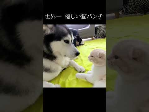 猫と犬、睨み合いからの世界一優しい猫パンチ…