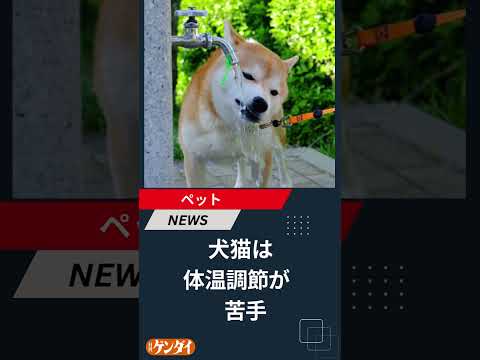 犬猫は体温調節が苦手、しかも夏バテは胃腸に出る…そんなときの対処法とは？ #犬 #猫 #ペット #飼い猫 #飼い犬 #熱中症 #日刊ゲンダイ