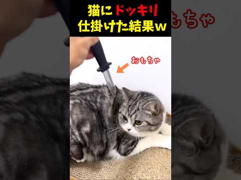 ネコにドッキリ仕掛けた結果５選 #猫のいる暮らし #cat  #面白集  #ねこ #笑ったら負け