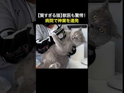 【賢すぎる猫】獣医も驚愕！病院で神業を連発