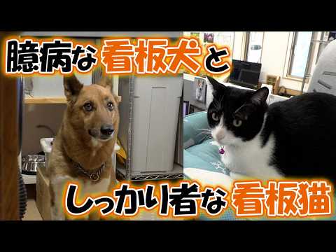 先輩犬を支えるPCショップの看板猫