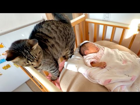 赤ちゃんに母性本能爆発させてる猫がこうなりました…。