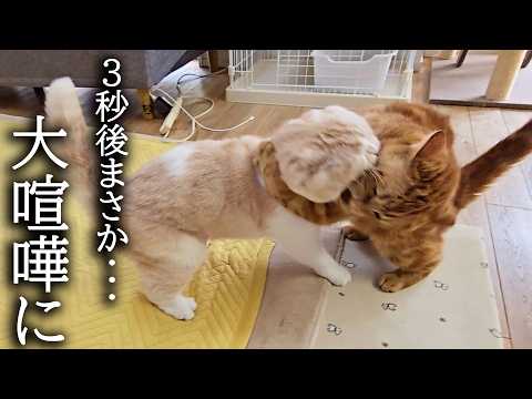 子猫と母猫が初めて大喧嘩したら犬の行動に驚きました…