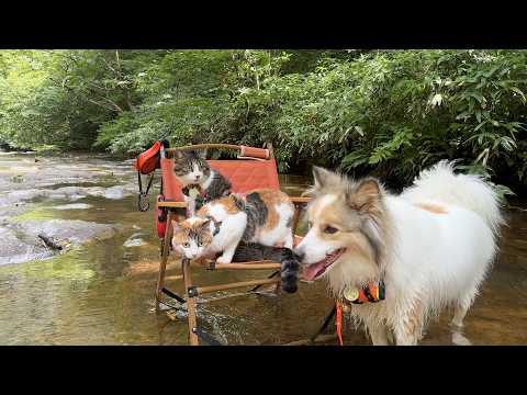 【暑すぎて限界🥵】犬猫と川へ涼みに行った結果…