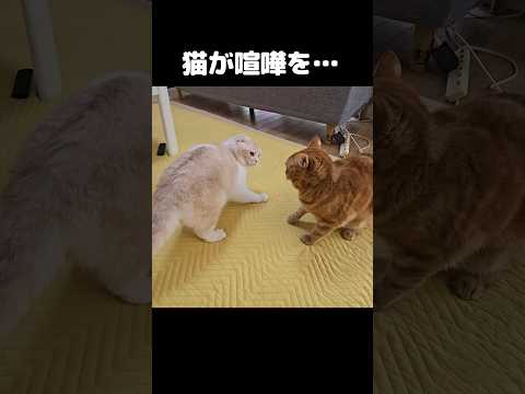 猫が突然喧嘩を…#shorts