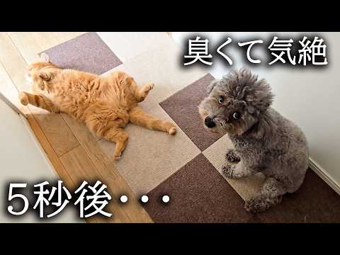 猫が犬の前で強烈な放屁して気絶する瞬間がこちら…