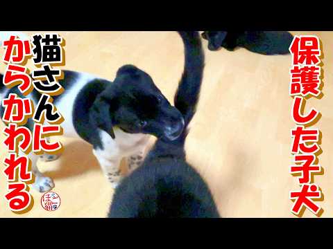 【捨て犬　子犬】保護した子犬、猫にからかわれる