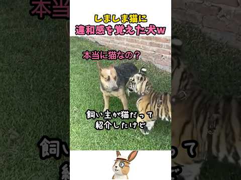 しましま猫に違和感を覚えた犬