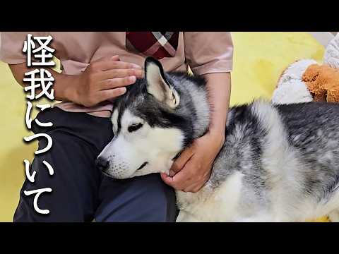 ハスキー犬が病院から戻って来ました…