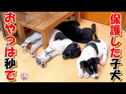 【捨て犬　子犬】一番小さい子犬が強くなってきました＋おまけコーナー