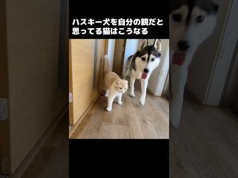 ハスキー犬を自分の親だと思ってる猫はこうなる…笑#shorts