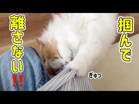 犬カフェに行ったら家の猫と犬がヤキモチで大変なことになりました！