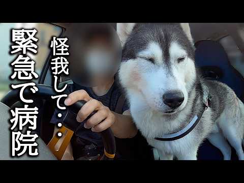 ハスキー犬が頭を怪我をして緊急で病院に行くことに…