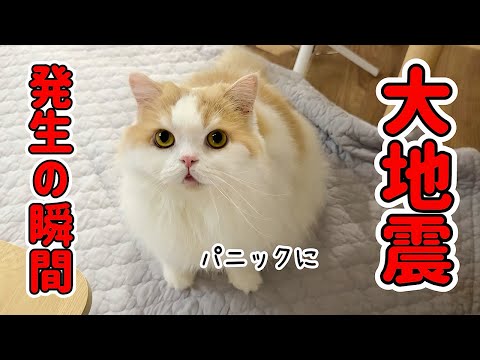 大地震発生で猫と犬がパニックになって大騒ぎになりました…