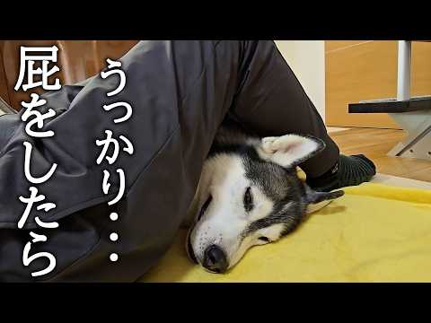お尻の下でうとうと寝てる犬に放屁したらこうなった…笑