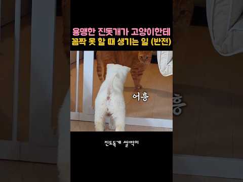 고양이 근처에 가면 진돗개 한테 혼나는 이유🔥