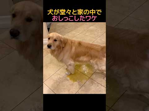 犬が堂々と家の中でおしっこしたワケ#犬 #動物