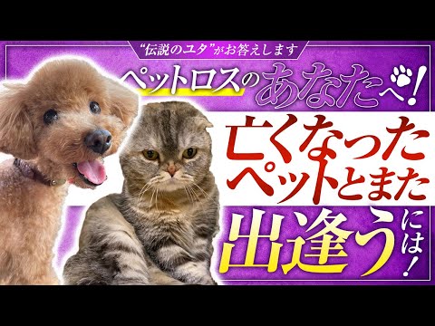【亡くなったペットとまた出逢うには？】伝説のユタ HALがご紹介します！