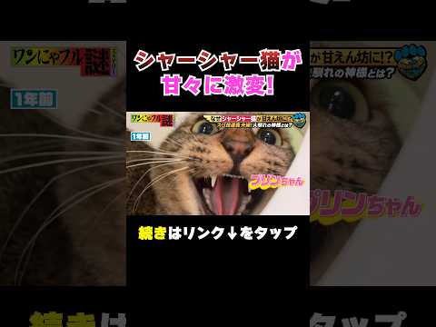凶暴だったシャーシャー猫の「現在の姿」【保護猫】