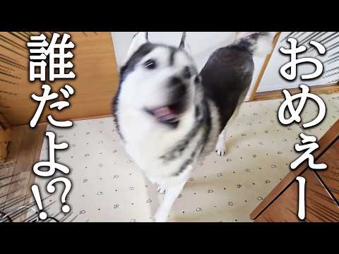 ばっさり角刈りにして帰ったら猫と犬達に威嚇され認識さませんでした…涙