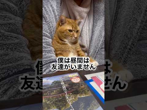 もう1匹ネコを飼うか迷う…家族会議中🐱 #ぬこ #ねこ #shorts