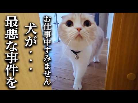 仕事してたら猫が何かを伝えにきたのでついて行くと犬が…