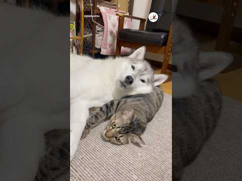 ニャンコ枕からの…🐱🐶｜PECO #犬と猫 #シベリアンハスキー #キジトラ #犬と猫のいる暮らし #dogandcat #husky #browntabby #dogandcatlife