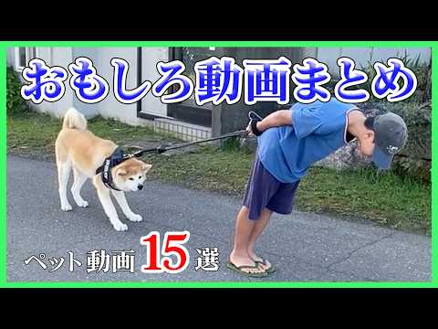 【今日、まだ笑ってない人へ】犬猫たちの謎すぎる”珍事件” 15選｜PECO