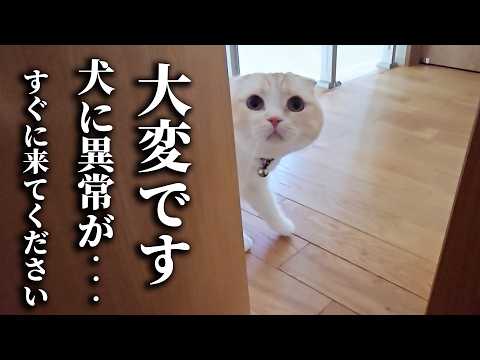 猫について行くと犬に異常が見つかりました…