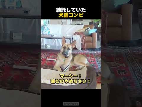 結託していた犬猫コンビ #猫 #shorts
