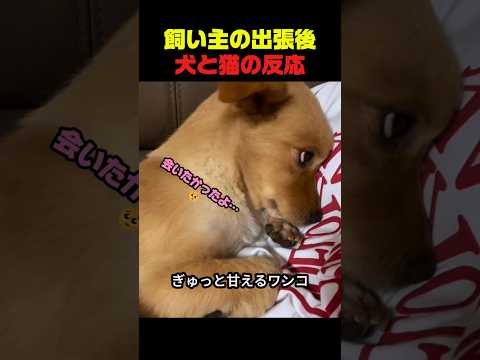 飼い主が出張から帰ってきた後の犬と猫の反応