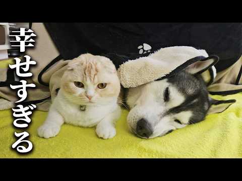 寒がりな犬と猫にこたつを出したら秒でこうなった…